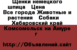 Щенки немецкого шпица › Цена ­ 20 000 - Все города Животные и растения » Собаки   . Хабаровский край,Комсомольск-на-Амуре г.